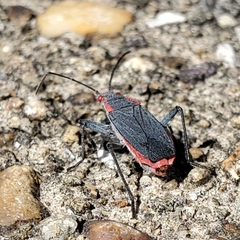 Jadera haematoloma