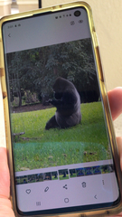 Gorilla gorilla