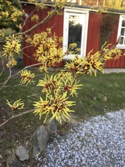 Hamamelis vernalis