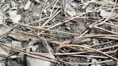 Cyanallagma interruptum