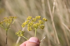 Peucedanum tauricum