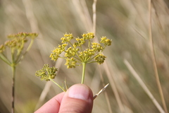 Peucedanum tauricum