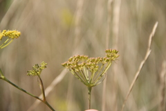 Peucedanum tauricum