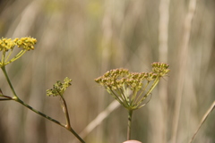 Peucedanum tauricum