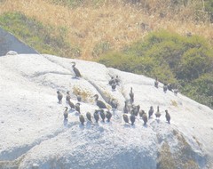 Phalacrocorax carbo lucidus