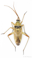 Calocoris roseomaculatus angularis