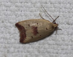 Ageletha elaeodes