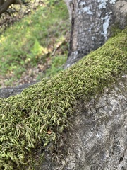 Pseudisothecium cristatum