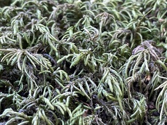 Pseudisothecium cristatum