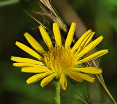 Hirpicium bechuanense
