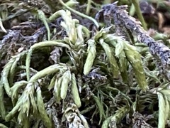 Pseudisothecium cristatum