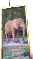 Elephantidae