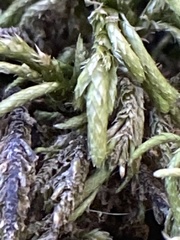 Pseudisothecium cristatum