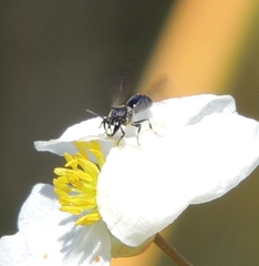 Hylaeus schwarzii