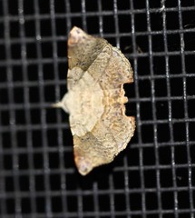 Esthlodora versicolor