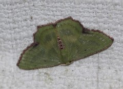 Metallochlora lineata