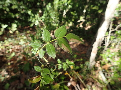 Rosa pouzinii