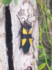 Oncopeltus orourkeae