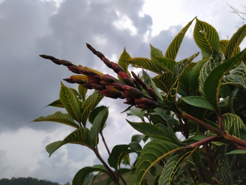 Sanchezia parvibracteata