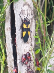 Oncopeltus orourkeae