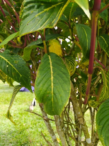 Sanchezia parvibracteata