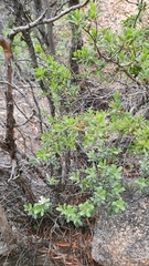 Leptospermum grandiflorum