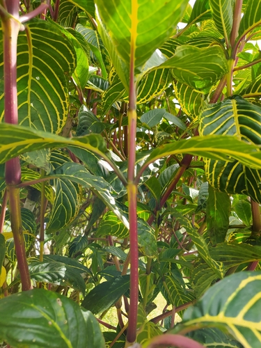 Sanchezia parvibracteata
