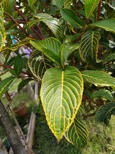 Sanchezia parvibracteata