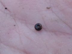 Euconulus