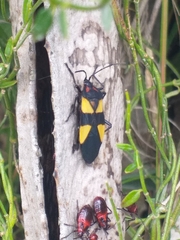 Oncopeltus orourkeae