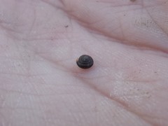 Euconulus
