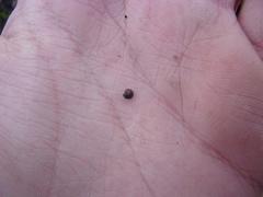 Euconulus