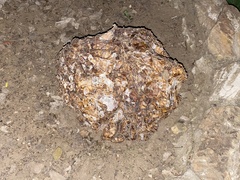 Daleomyces phillipsii