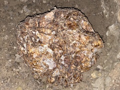 Daleomyces phillipsii