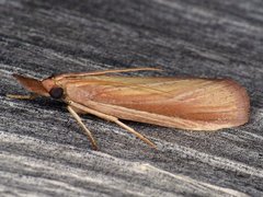 Peoria gematella