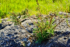 Epilobium canum