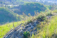 Epilobium canum