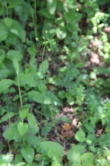 Seseli peucedanoides