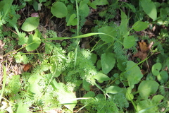 Seseli peucedanoides