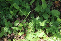 Seseli peucedanoides