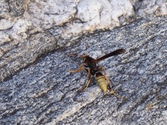 Polistes comanchus navajoe