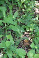 Seseli peucedanoides
