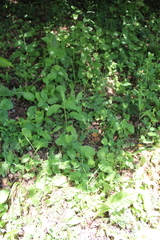 Seseli peucedanoides