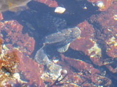 Clinocottus globiceps