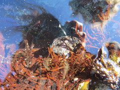 Clinocottus globiceps