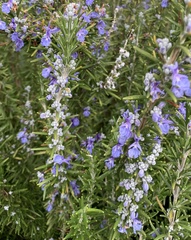 Salvia