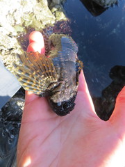 Clinocottus globiceps