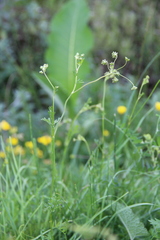 Seseli peucedanoides