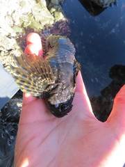 Clinocottus globiceps