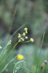 Seseli peucedanoides
